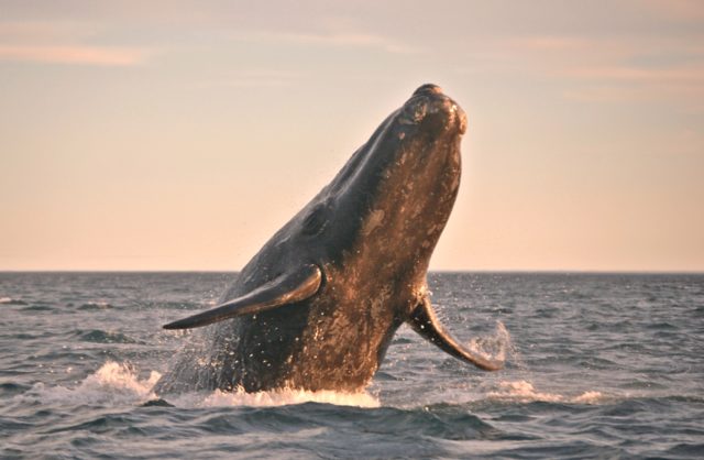 Bitcoin (BTC) Whale Just Moved $900M in Single Transaction